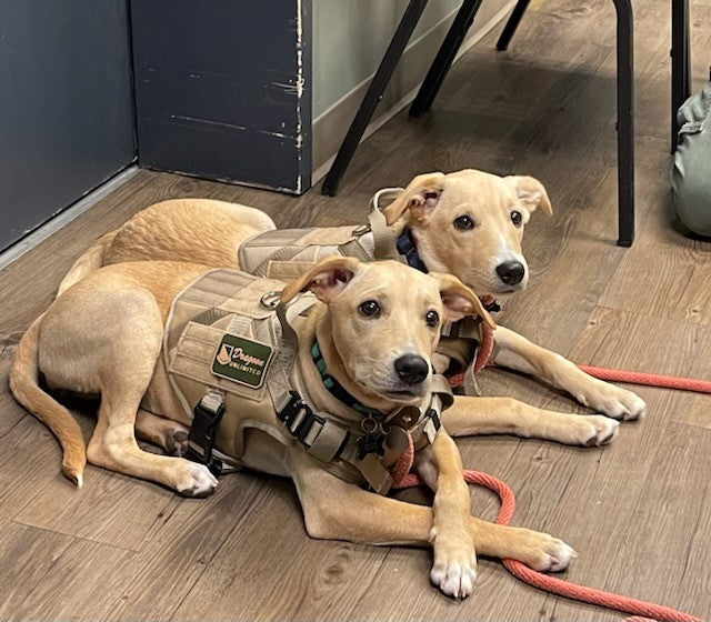 Air Dog Harness