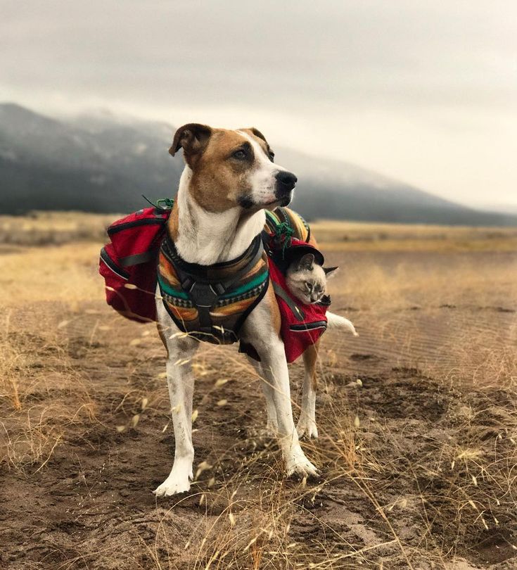 The Ultimate Guide to Adventure Dog Gear